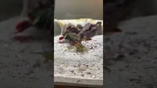 FEEDING DAY FOR BABY MANTIS SHRIMP!