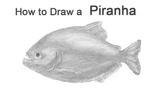 How to Draw a Piranha