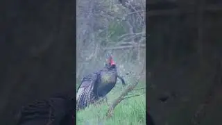 Is shooting a extra full turkey choke fair chase?