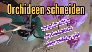Cutting orchids How and when to cut back orchids