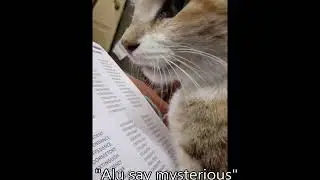 Trying to teach my cat spellings- Fail