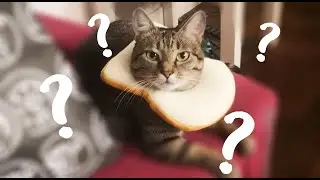 MES ANIMAUX OUVRENT UN SWAP 🐇🐱🐿️🦎