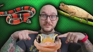 Los Reptiles Mascota MÁS PEQUEÑOS que TODOS Pueden Tener