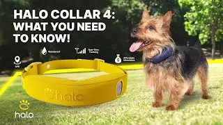 Halo Collar 4 EXPLAINED! 🔥 The Ultimate GPS Dog Fence & Tracker You NEED!