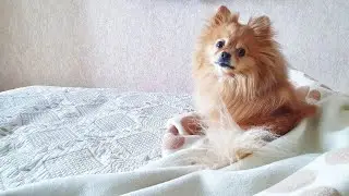 Шпиц никак не может достать своего ежа!