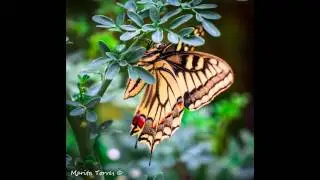 TEST MACRO SONY RX100 II