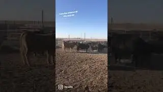 Cattle low stress handling is easy and no yelling or cows hollering.