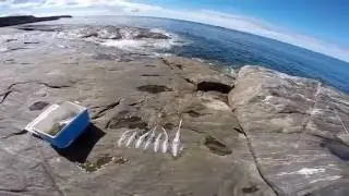 How To Catch Squid
