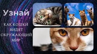 Узнай, как кошки видят окружающий мир.