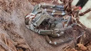 Goliath BirdeaterTarantula MOLT (Theraphosa stirmi)