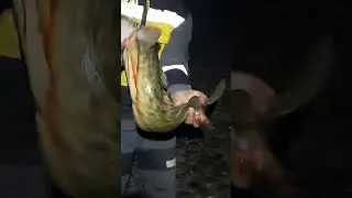 Налим 3 кг