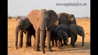 How do animals live in the wilderness