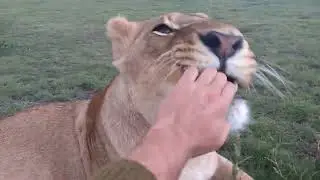 Lions' mishmash. Nari Special edition