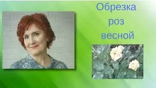 Блог #Обрезка кустовой розы весной #Миронова_Елена