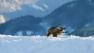 smallest eagle in the world