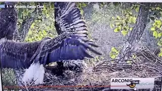 Watch Now: The eaglet Kay born to Liberty and Justice gets pushed from the nest on Saturday