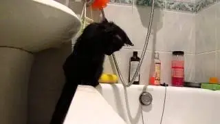 Кот Фима играется с водой