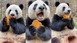 What a nice pumpkin day! ❤️ Panda Food | Cute Animals 2021