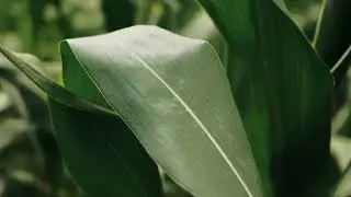 UPL - Vídeo produzido para projeto interno!