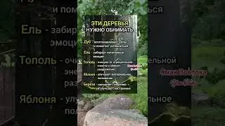 эти деревья нужно обнимать #полезныесоветы