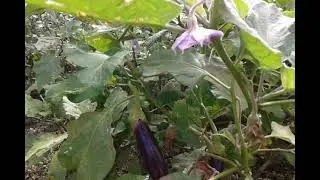 Musim ujan tidak ujan,tanaman pada layu