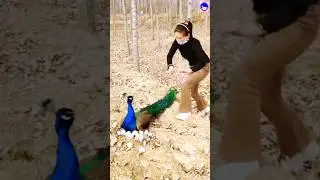 peacock in wonderland #peacock #shorts #bollywood #newsong #rap