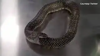 Змея попыталась съесть сама себя и попала на видео