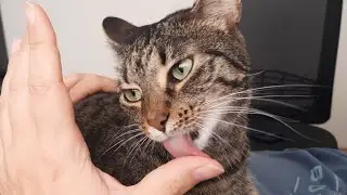 Jenny relaxing on papa´s belly - 4K