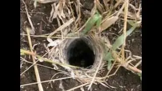 Baboon Spider Fishing