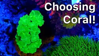 Choosing Coral For The New Tank! The Prestige Reef Dork Show Ep 42