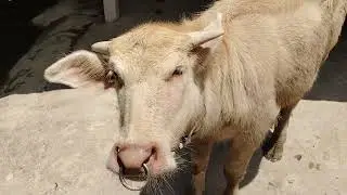 Pink Buffalo