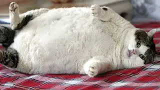 THE FATTEST CAT IN THE WORLD! A COMPILATION OF FUNNY CAT VIDEOS! FAT CAT BOOK OF RECORDS!