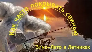 СКОЛЬКО РАЗ В ГОД  ПОРОСИТСЯ СВИНЬЯ🐖 Венгерская мангалица.КАК ЧАСТО УБИРАЕМ У СВИНЕЙ.greenhouse