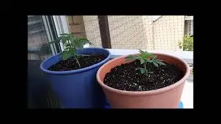 My new POT PLANTS