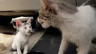 This is what happens to a mother cat about her adorable naughty kittens ! 🐾💖