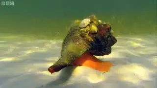 Giant Horse Conch & Burglar Hermit Crabs. BBC Earth