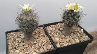 Escena eliminada: ¿Cómo un CACTUS polinización? 🌵