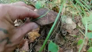 День физкультурника.
