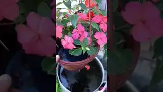 Бальзаминьчики цветут.