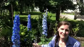 Blue delphiniums in bloom