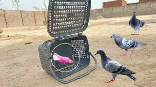Easy And Fast Pigeons Catching Trap | How To Make Birds Trap | 