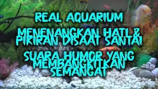 Real Aquarium - Menenangkan Hati & Pikiran Disaat Santai + Suara Humor Yang Membangkitkan Semangat