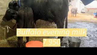 Buffalo evening Milk 7.950kg