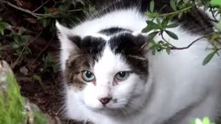 [野良猫]見えちゃってるけど、隠れてるつもりのキジ白猫が可愛いすぎる！[straycat]The cat that is going to hide is cute!