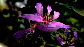 🌷🌿 Enjoy Beautiful Nature Scenes😍#peaceofmind  #naturelovers #relaxingmusic  #sleepmusic