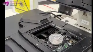 Confocal Laser Scanning Microscopy