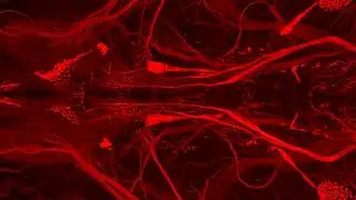 A Journey Through the Mouse Brain