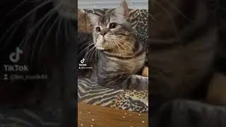 Смешное короткое видео с котиком.