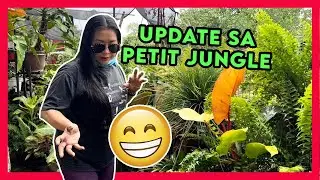 Update sa mga Plants as Requested | Big Beautiful Plants in my Petit Jungle