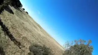 New Tree Spot